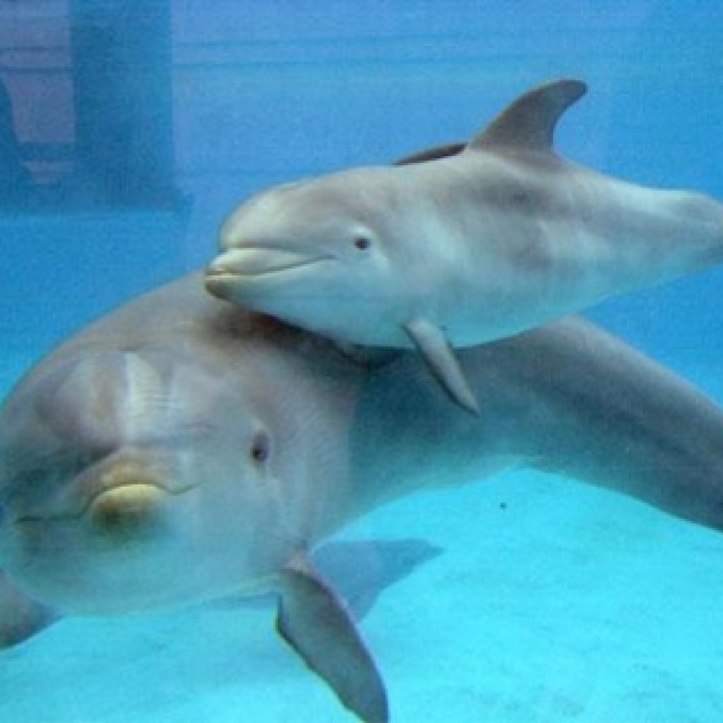 Маленький Дельфин с мамой