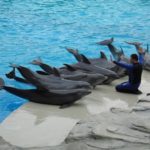 Дельфины в Ольтремаре